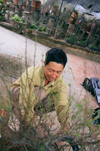 Ngắm[-]mai[-]trắng[-]giá[-]tiền[-]triệu[-]giữa[-]Thủ[-]đô[-]Hà[-]Nội